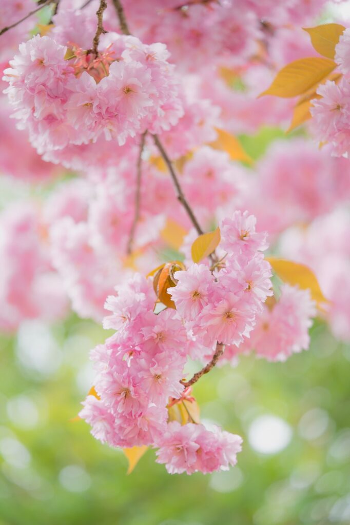 cherry blossoms, sakura, flowers-7885873.jpg